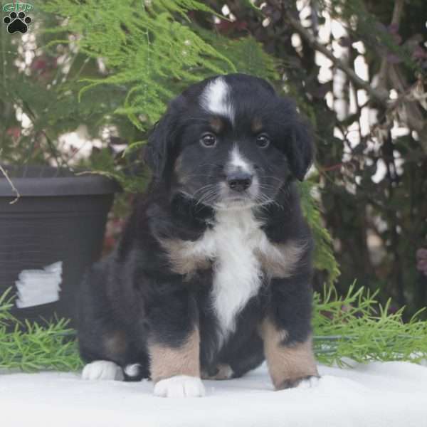 Sarge, Miniature Australian Shepherd Puppy